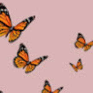 Meet your Posher, Quinn